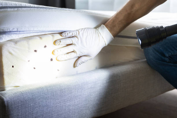 Reliable Mount Holly Springs, PA Pest Control Solutions